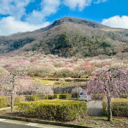 湯河原梅林「梅の宴」