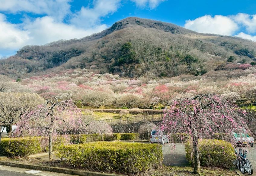湯河原梅林「梅の宴」