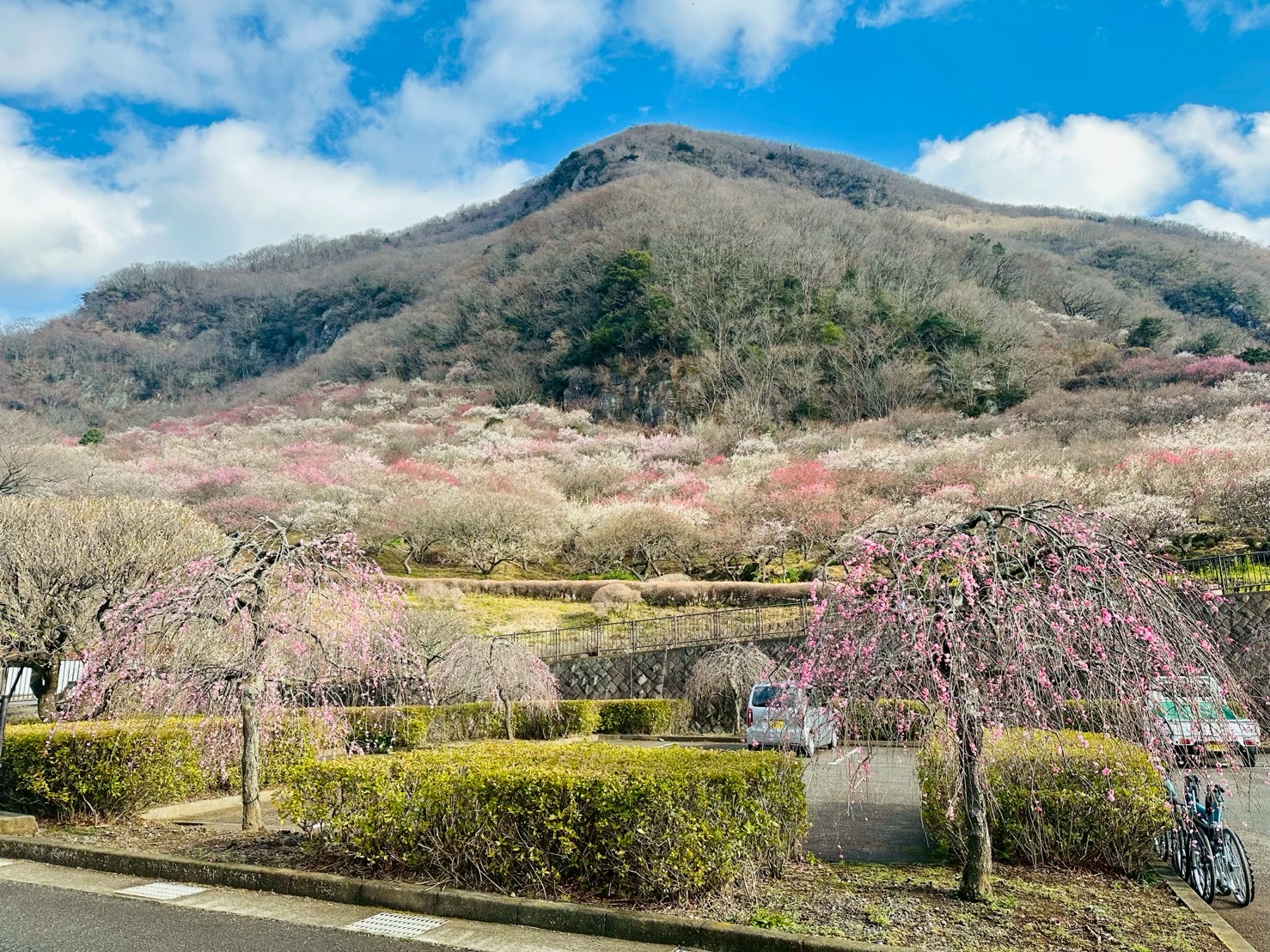 湯河原梅林「梅の宴」