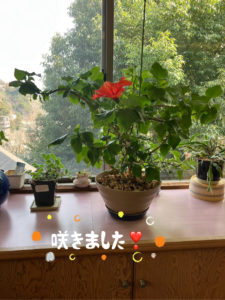 「咲きました〜真っ赤なハイビスカス🌺」