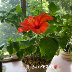 「喫茶室たより」