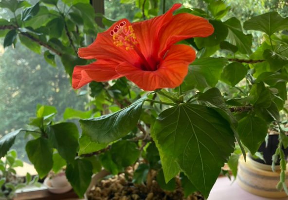 「喫茶室たより」