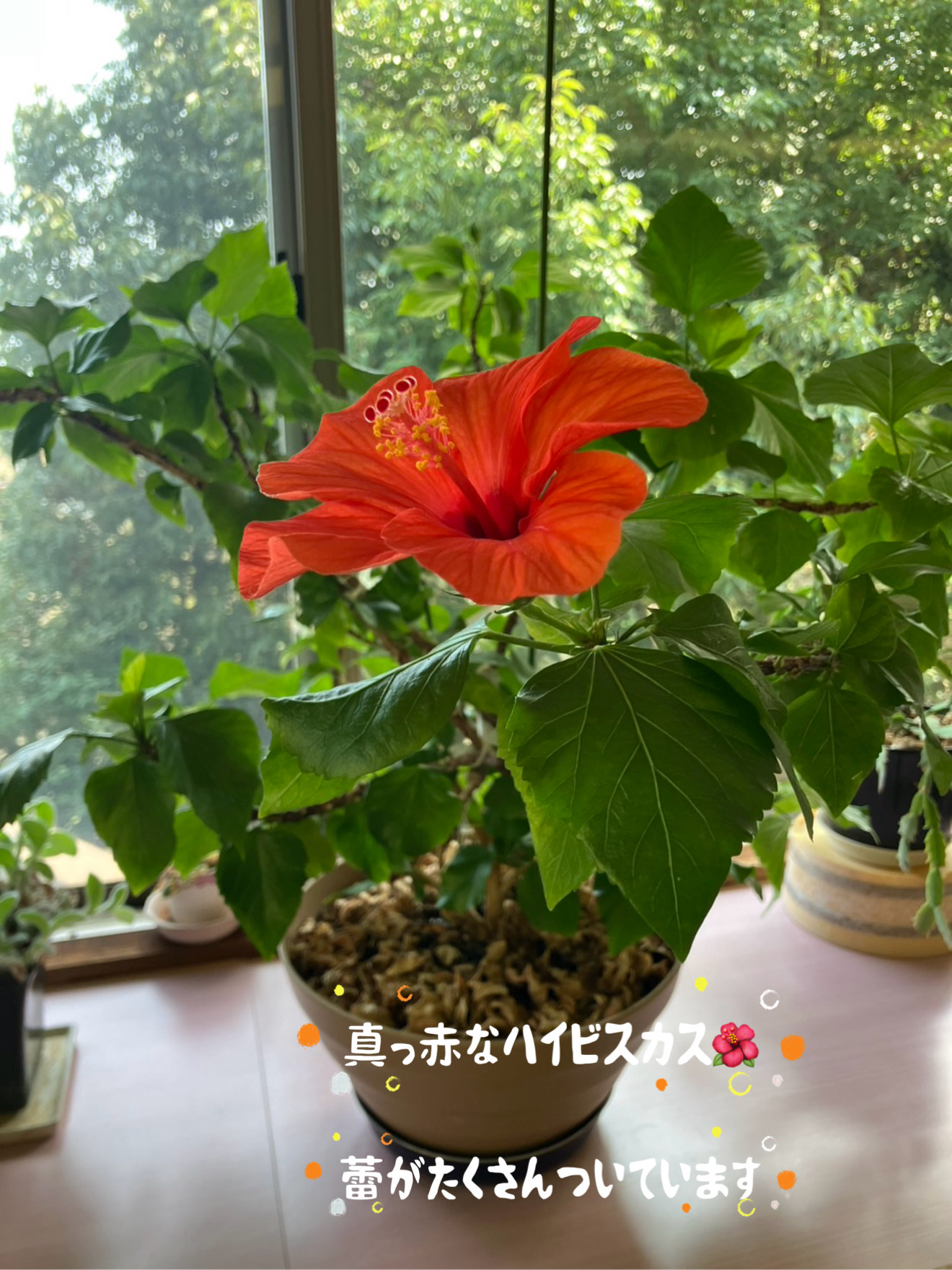 「喫茶室たより」